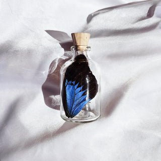 Papilio Ulysses Butterfly Wing in Bottle