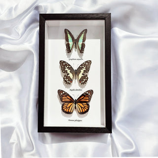 Three Australian Butterflies